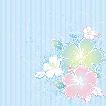 Fototapeta bouquet of hibiscus on blue background