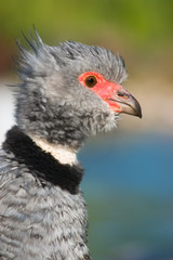 Southern screamer (Chauna torquata)