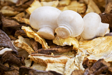 Button and woodland mushroom