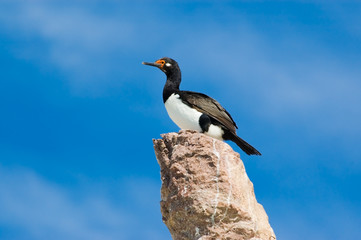 rock cormorant in Puerto Deseado, Patagonia, Argentina.