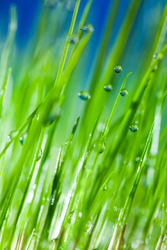 Grass And Drop