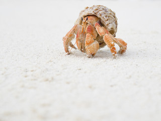 Big Hermit Crab