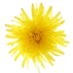 Flowering dandelion closeup