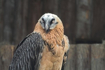 Aasvogel
