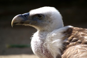 Geier