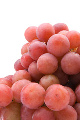 vine grapes