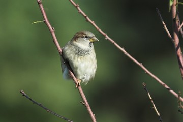 Sparrow