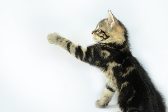 paw