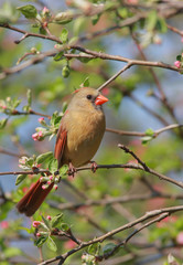 Northern Cardinal (cardinalis cardinalis) in an Apple Tree