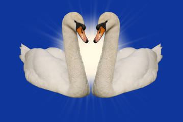 Two swans blue background