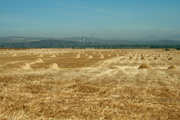 Field after the harvest