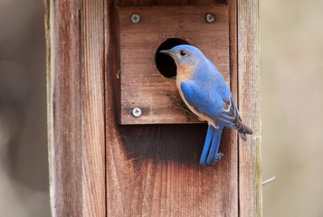 Male Eastern Bluebird (Sialia sialis) on a bird house