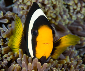 A clownfish swimming in its anemone, underwater