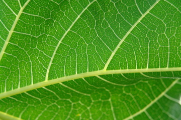 leaf detail