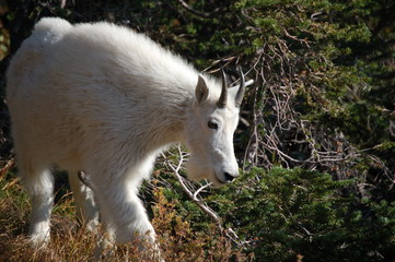 Fototapeta premium mountain goat
