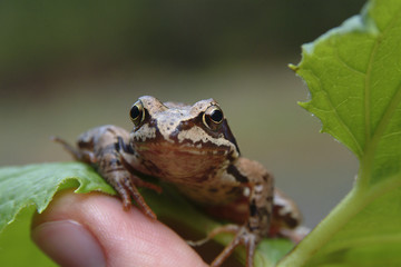Frog on a leaf