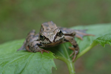 Frog on a leaf