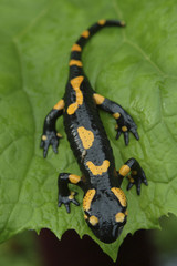 Salamander lizard