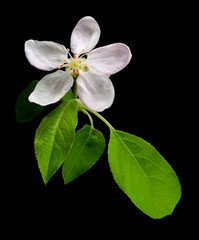 Obraz premium Apple blossom