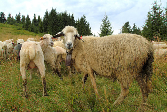 Sheep on mountain pasture