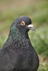 pigeon
