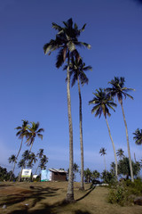 Country side scene in Tangalle
