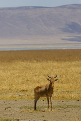 Hartebeest