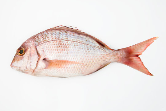 Pescado Sobre Fondo Blanco