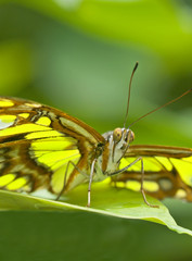 Fototapeta na wymiar Butterfly-Malachite