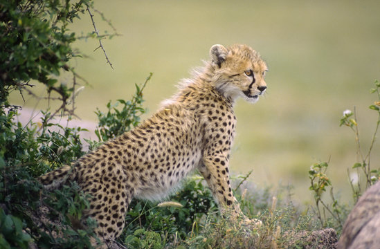 Africa-Cheetah cub
