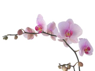 bunch of orchid with lila flowers