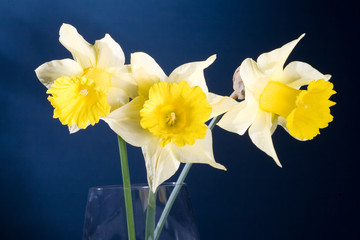 bunch of yellow spring daffodils, isolated on 
