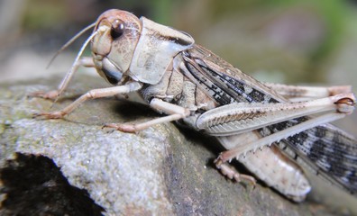 heuschrecke