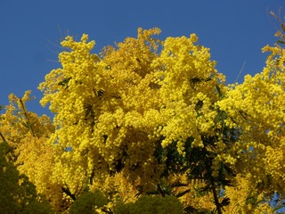 Fototapeta premium Mimosa