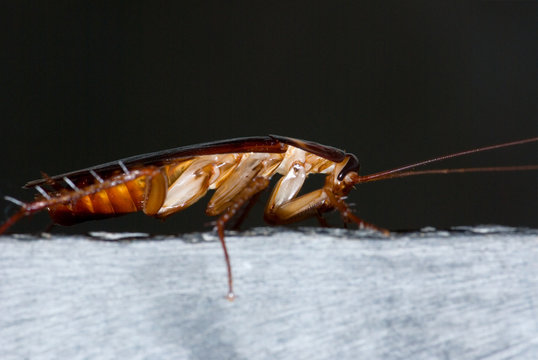 Asian Cockroach