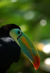 Tukan © medwedja