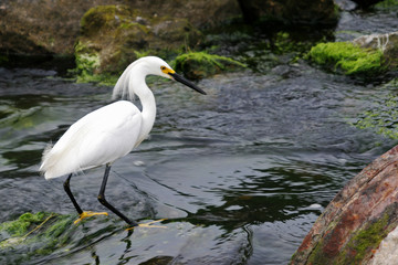 Egret Standing in the flowing water.