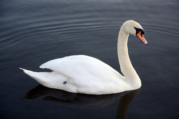 the swan