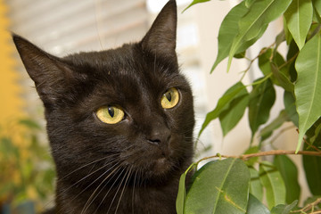 Cat © Arkadiusz Baczyk