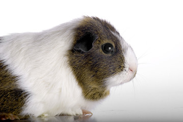 pig guinea