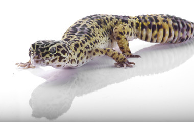 leopard gecko