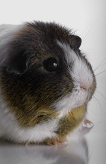 guniea pig