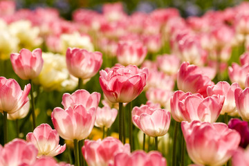 Fototapeta premium Tulip