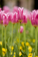 Obraz premium Tulip
