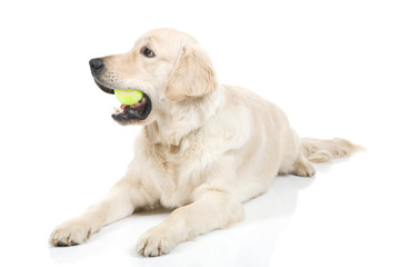 Dog playing with ball