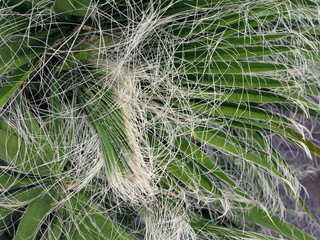 Cactus Background