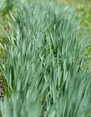 Tulips