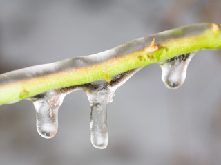 rose branch covered with ice