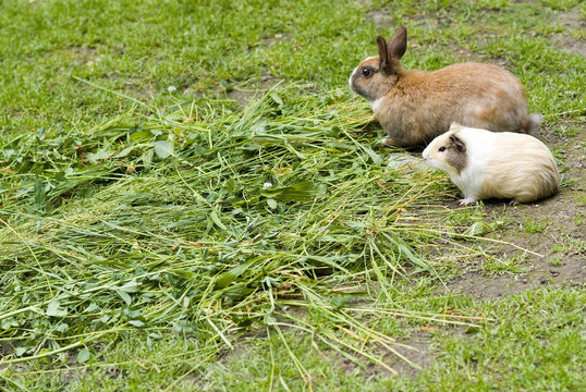 Rabbit And Guinea Pig