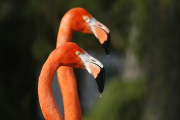 Fototapeta premium jumeaux